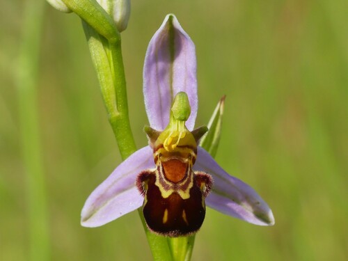 Bee Orchid