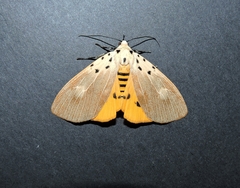 Asota iodamia