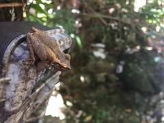 Eleutherodactylus portoricensis