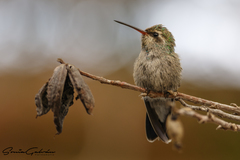 Cynanthus latirostris