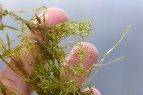 Nitella flexilis observed 2026-05-30
