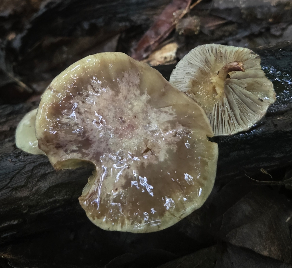 Pholiota polychroa · May 2026 · photo: Photo: (c) Ben Gruhot, some rights reserved (CC BY) · iNaturalist