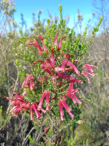 Erica versicolor, photograph 1