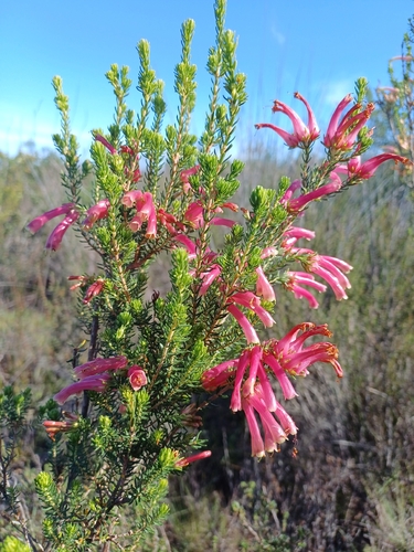 Erica versicolor, photograph 2