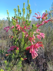 Erica versicolor, photograph (c) Martjie Fia Fourie, some rights reserved (CC BY)