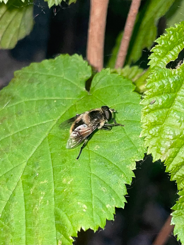 Orange-spotted Drone Fly