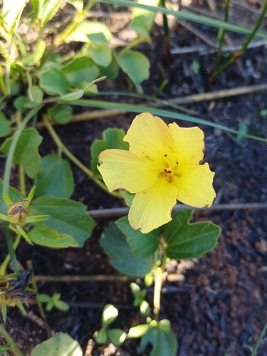 Hibiscus aethiopicus