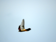Falco tinnunculus