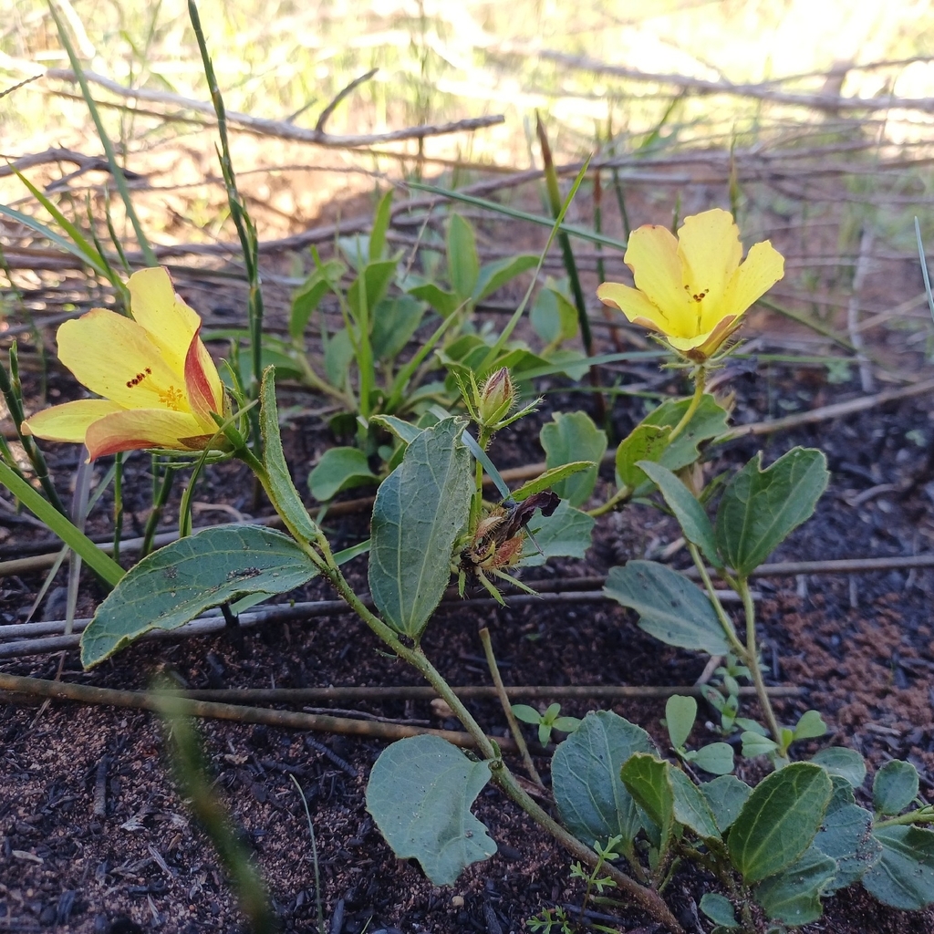 Hibiscus aethiopicus; photograph (c) Martjie Fia Fourie, some rights reserved (CC BY)