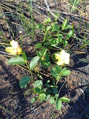 (c) Martjie Fia Fourie, some rights reserved (CC BY) Hibiscus aethiopicus, photograph (c) Martjie Fia Fourie, some rights reserved (CC BY)