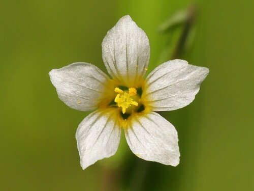 Fairy Flax