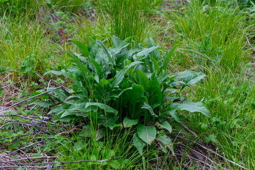 Rudbeckia californica, photograph 5