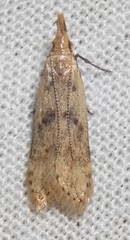 Dichomeris punctipennella