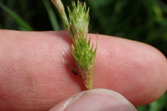 Carex brevior
