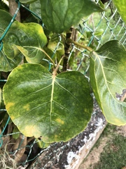 Polyscias scutellaria