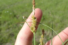 Carex vulpinoidea