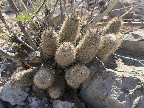 Whitecolumn Foxtail Cactus