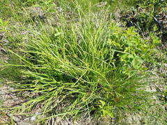 Carex oxylepis