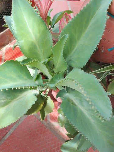 Mother of Thousands