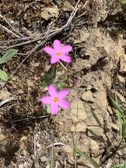 Leptosiphon latisectus