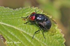 Biopyrellia bipuncta