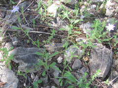 Chaetopappa bellidifolia