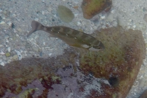 Chirodactylus brachydactylus observed 2026-05-30