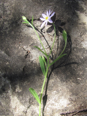 Chaetopappa bellidifolia