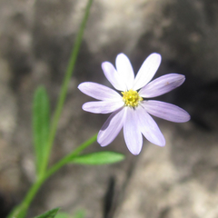 Chaetopappa bellidifolia