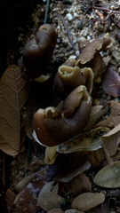 Helvella compressa