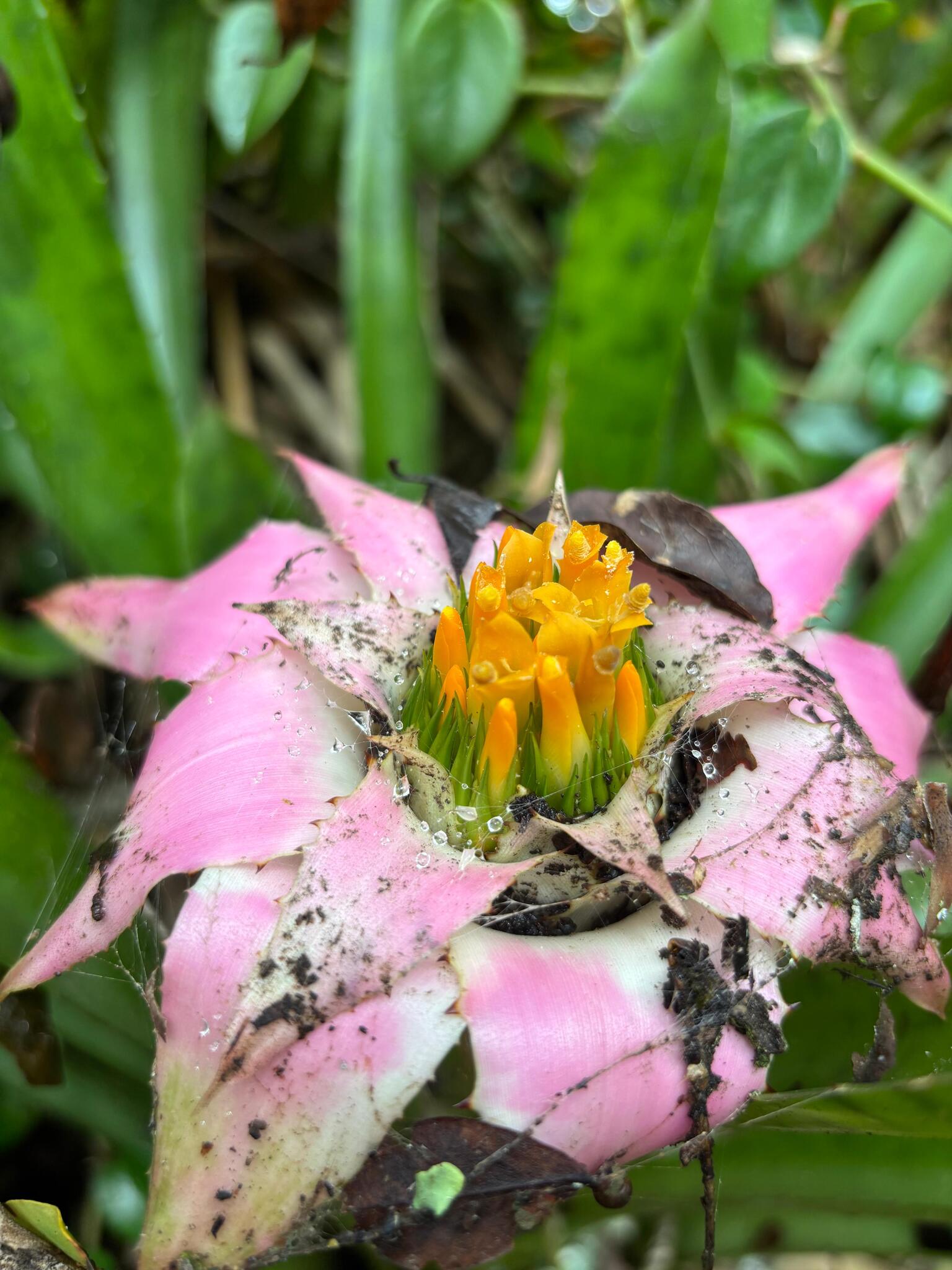 Wittrockia cyathiformis
