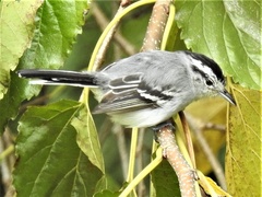 Herpsilochmus atricapillus