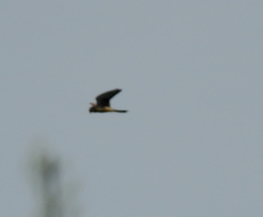 Falco tinnunculus