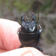 Pasimachus californicus