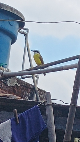 Great Kiskadee