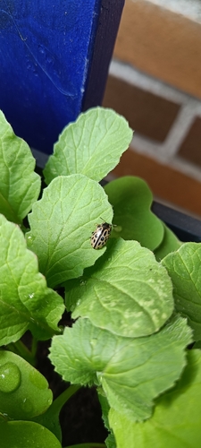 Spotted Willow Leaf Beetle, Ruilstraat, 3023 EX Rotterdam, Nederland, photo 6 of 10