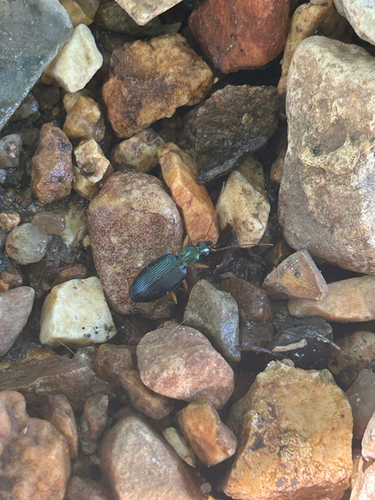 Agonum extensicolle