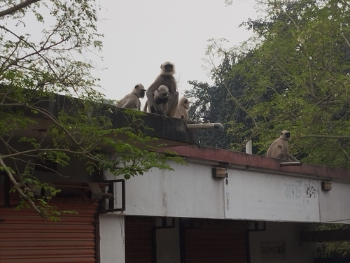 Bengal Sacred Langur