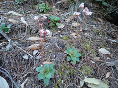 Micranthes eriophora