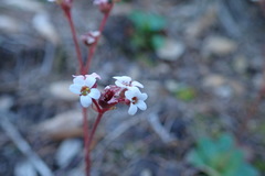 Micranthes eriophora