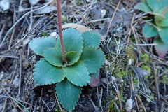 Micranthes eriophora