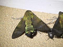 Macroglossum micacea