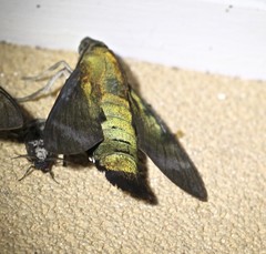 Macroglossum micacea