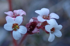 Micranthes eriophora