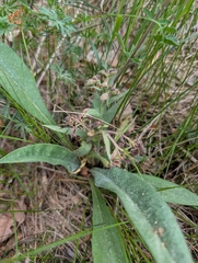 Pulmonaria angustifolia