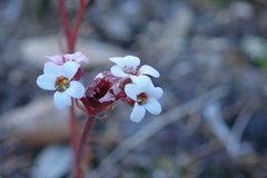 Micranthes eriophora