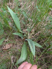 Pulmonaria angustifolia, photograph (c) Denys Vynokurov, some rights reserved (CC BY)