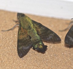 Macroglossum micacea