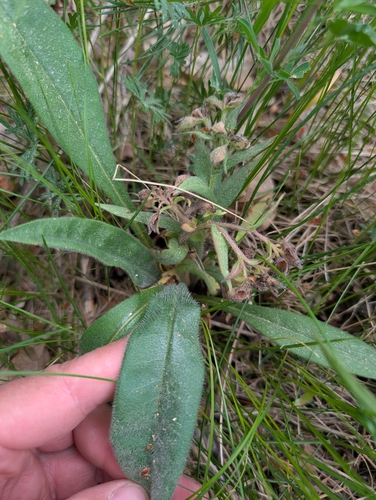 Pulmonaria angustifolia, photograph 3