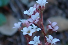 Micranthes eriophora